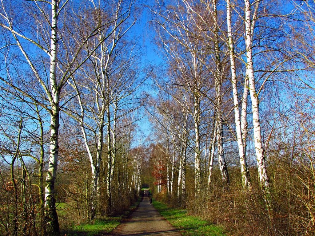 Pollenhelyzet