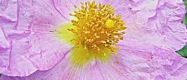 A bodorrózsa tartalmú Virostop termékek kivonása nem jogerős