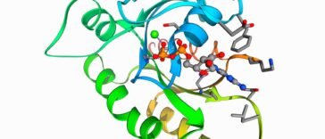 A RAS fehérje mutációihoz köthető rákok gyógyítása