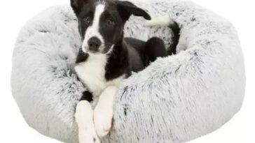 Hasznos tippek a kutyafekhely kiválasztásához