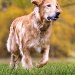 Új honlap vesebetegeknek