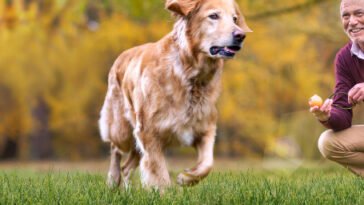 Új honlap vesebetegeknek