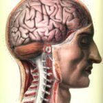 Új idegpályát fedeztek fel magyar kutatók (talamusz)