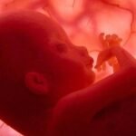 A magzat arca tükrözi az anya dohányzásának káros hatásait 15 A magzati rendellenesség felismerését segítő készüléket mutattak be