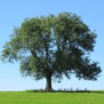 Kőris, a nyír és a platán virágpora okozhat allergiás tüneteket 14 Kőris, a nyír és a platán virágpora okozhat allergiás tüneteket