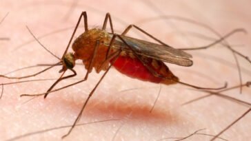Októberben kerülhet forgalomba a világ első malária ellenes oltóanyaga