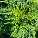 A kormányhivatalok megkezdték a parlagfű elleni védekezés ellenőrzését 15 Parlagfű