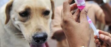 Veszettség? Naponta 160 ember hal bele a világon