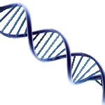 A minőségi élet a génjeinkben rejlik 15 A minőségi élet a génjeinkben rejlik