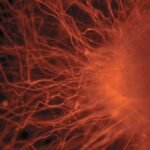 Őssejt, ami vérlemezkéket gyárt Nagy Britanniában