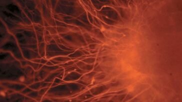 Őssejt, ami vérlemezkéket gyárt Nagy Britanniában