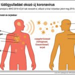 A tüdőgyulladást okozó koronavírus