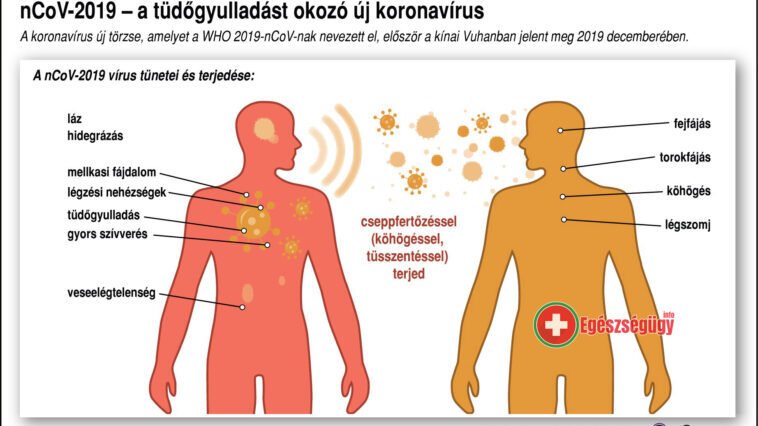A tüdőgyulladást okozó koronavírus