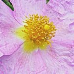 A bodorrózsa tartalmú Virostop termékek kivonása nem jogerős 17 A bodorrózsa tartalmú Virostop termékek kivonása nem jogerős