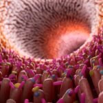 Élelmi rostban gazdag táplálkozás a Mikrobiom egyensúlyáért