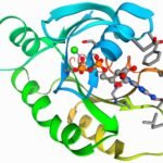 A RAS fehérje mutációihoz köthető rákok gyógyítása