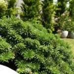 Kertépítés Szeged és öntöző rendszer 15 Kertépítés Szeged és öntöző rendszer