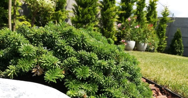 Kertépítés Szeged és öntöző rendszer 7 Kertépítés Szeged és öntöző rendszer