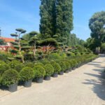 Kerti díszfák, amelyek látványosak, mégsem nőnek túl nagyra