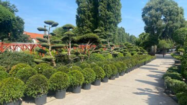 Kerti díszfák, amelyek látványosak, mégsem nőnek túl nagyra