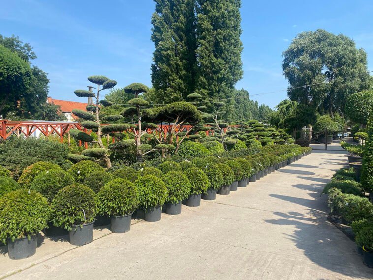 Kerti díszfák, amelyek látványosak, mégsem nőnek túl nagyra